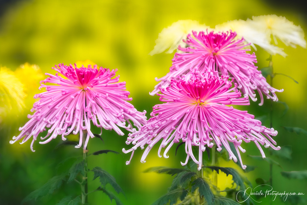 Exquisite Pink Chrysanthemum, in traditional Japanese Ozukuri Style